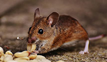 24 Hour & Emergency Exterminators in Lithonia, GA